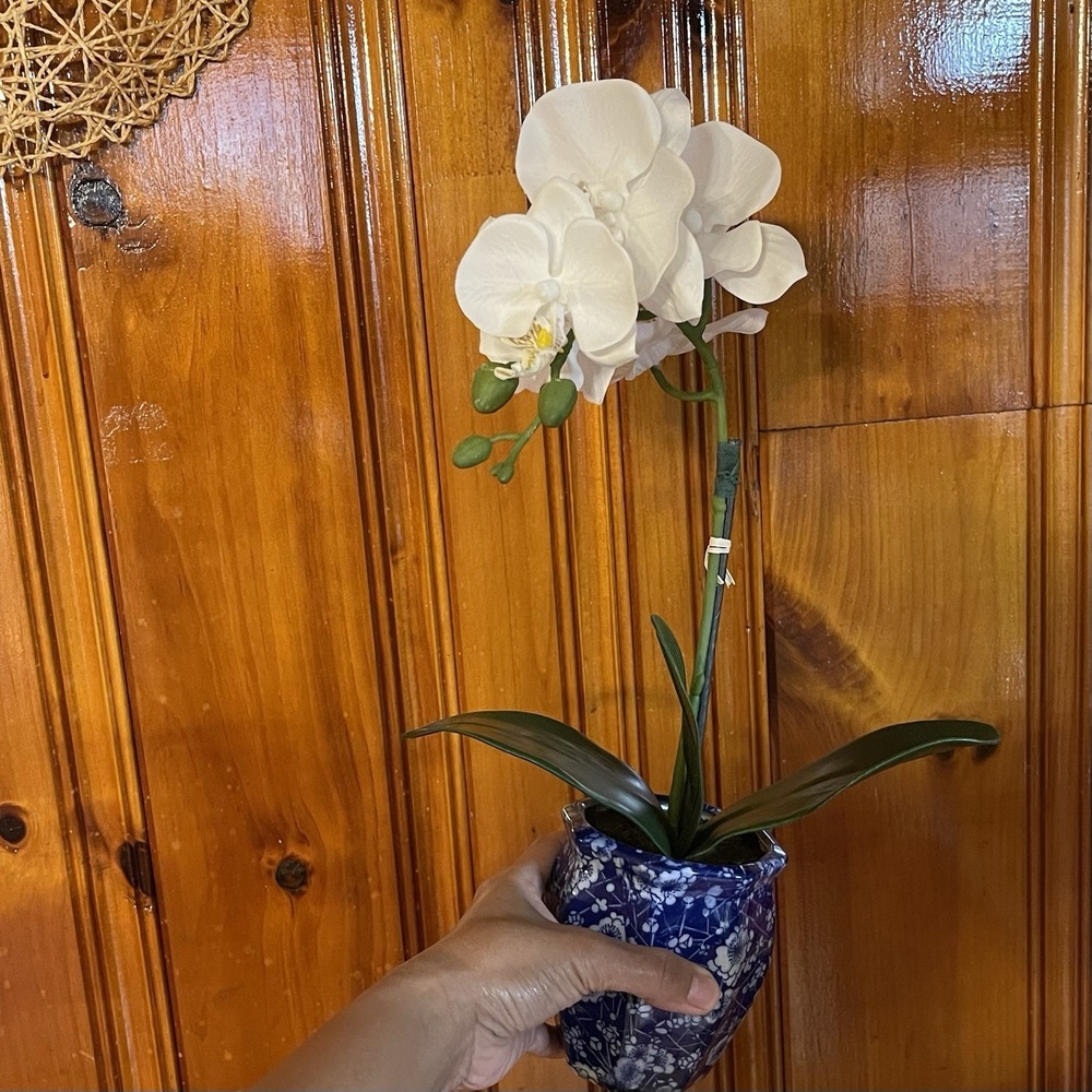 Faux White Phalaenopsis Orchid Silk Plant Blue ,Real Touch - Picture 8 of 8